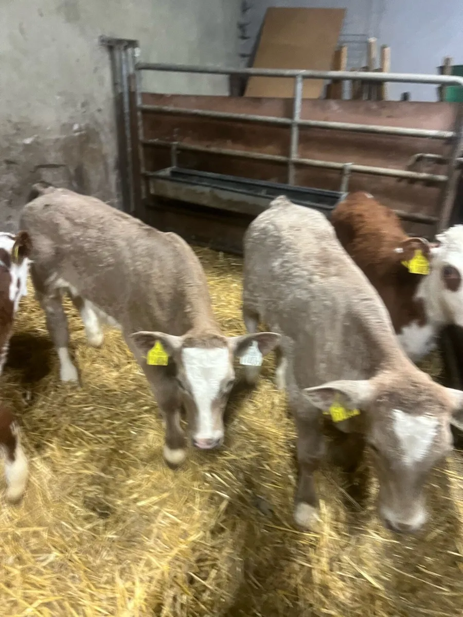 Char bull calfs for sat - Image 4