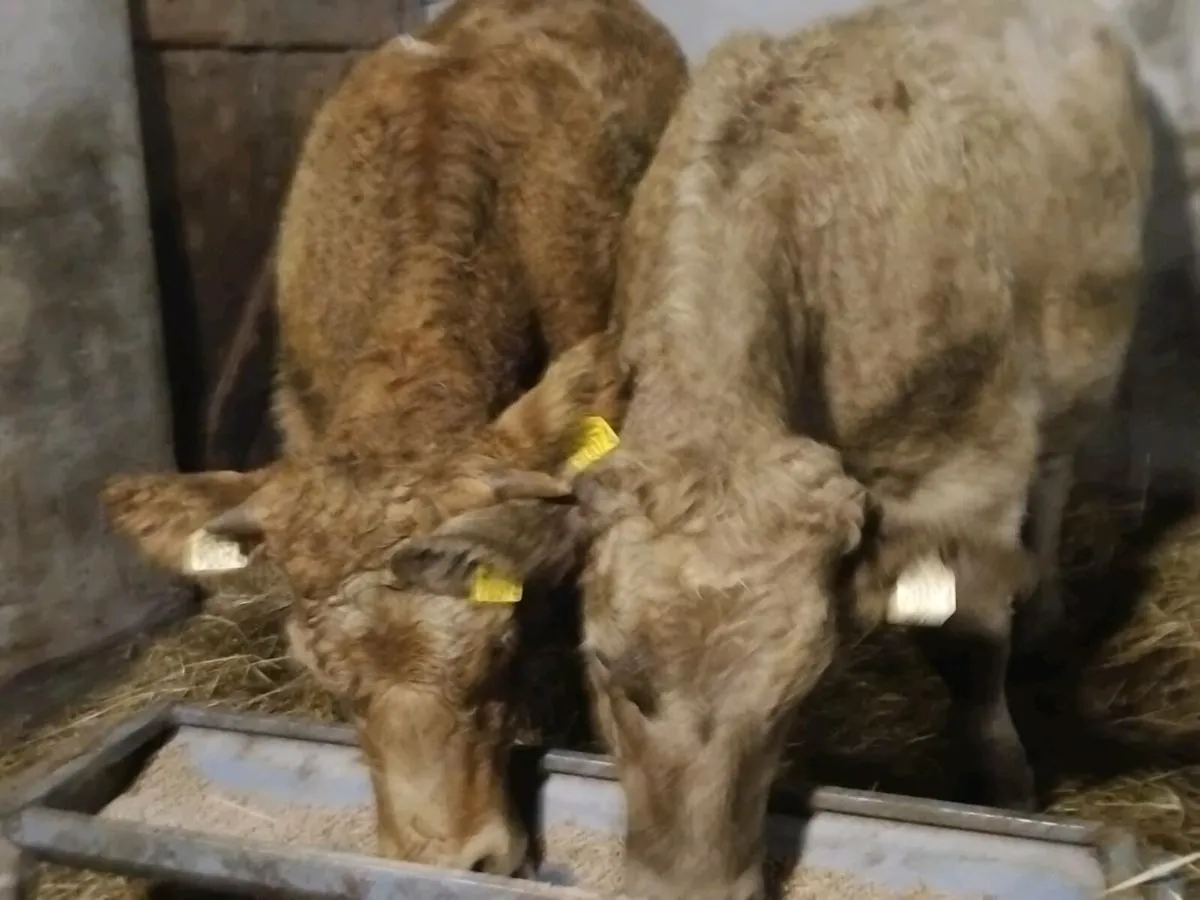 2 Super Charolais Store Heifers - Image 1