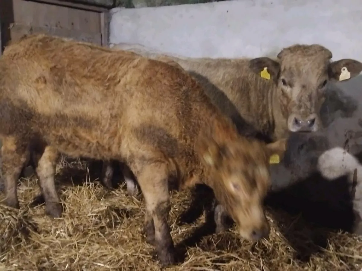 2 Super Charolais Store Heifers - Image 2