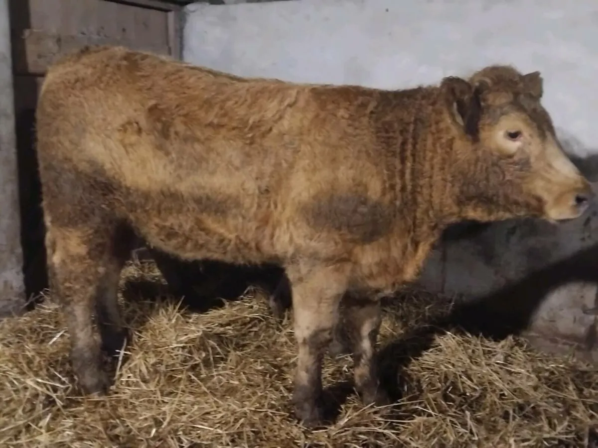 2 Super Charolais Store Heifers - Image 3