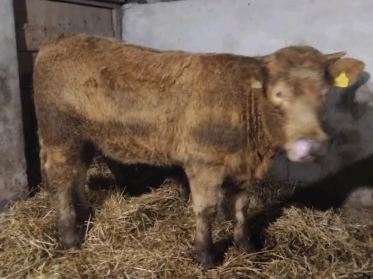 2 Super Charolais Store Heifers - Image 4