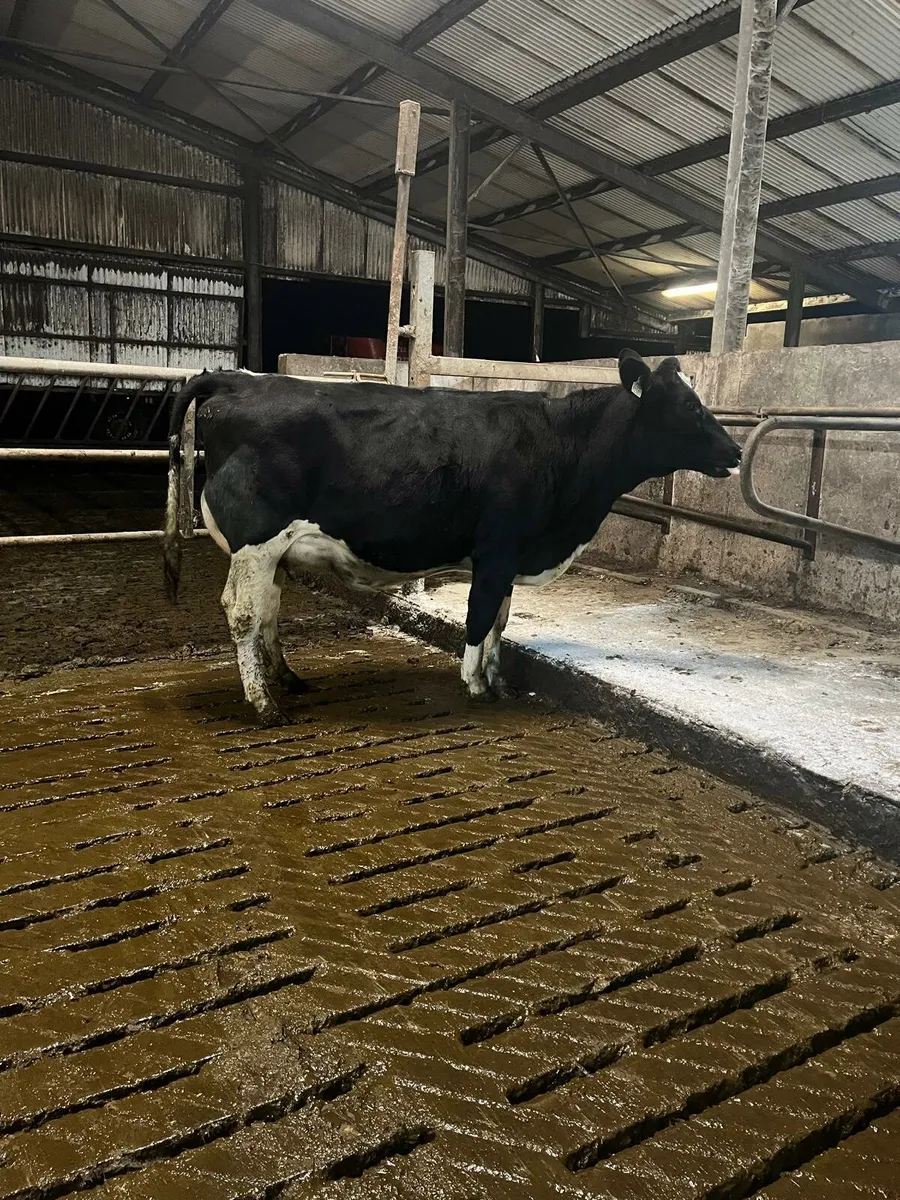 Dairy - Image 1