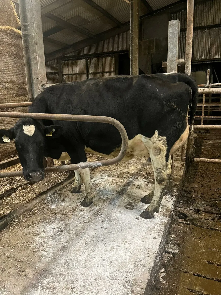 Dairy - Image 2