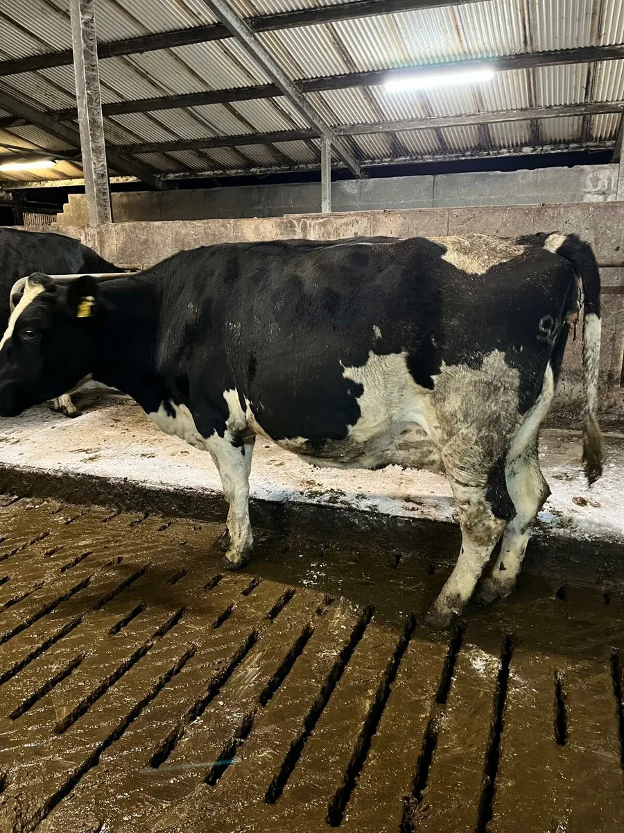 Dairy - Image 3
