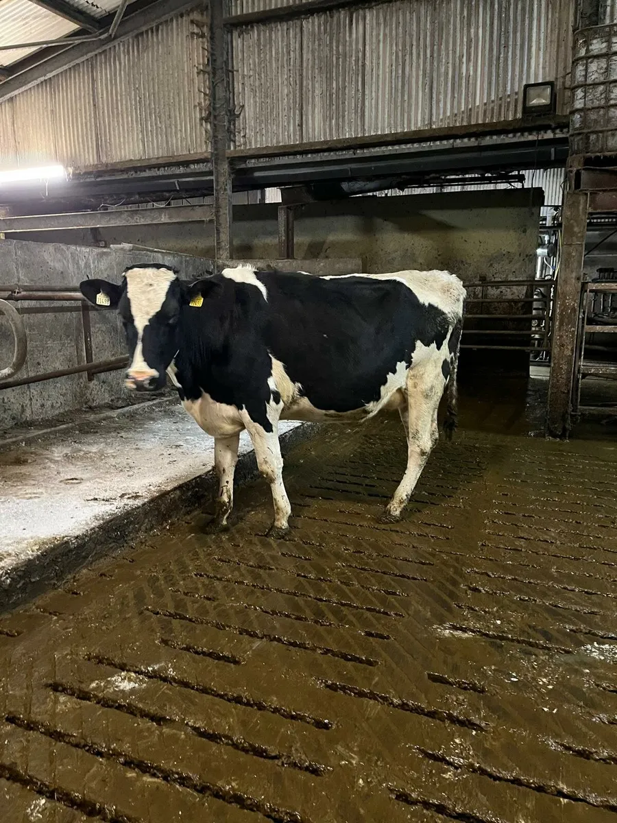 Dairy - Image 4
