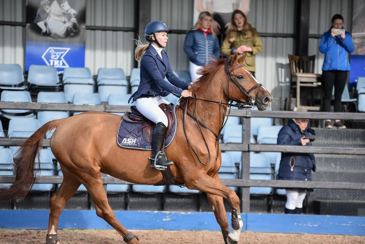 equine Broodmare - Image 1