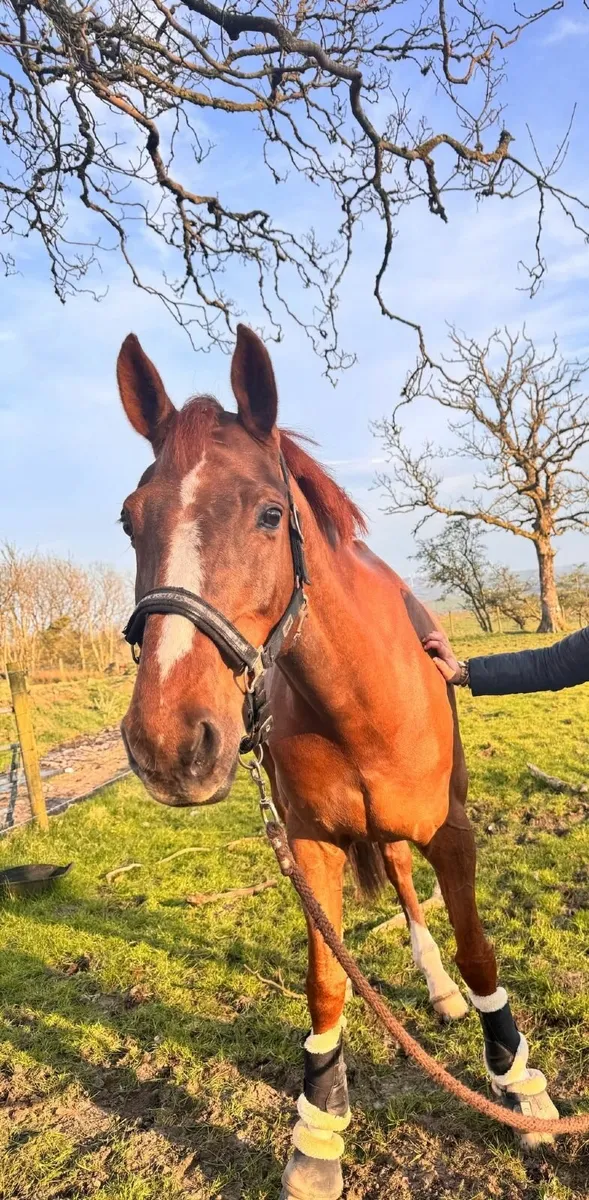 equine Broodmare - Image 2