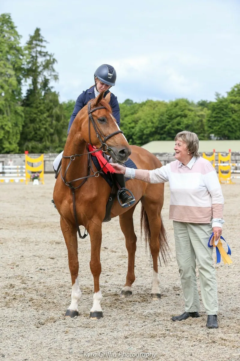 equine Broodmare - Image 3