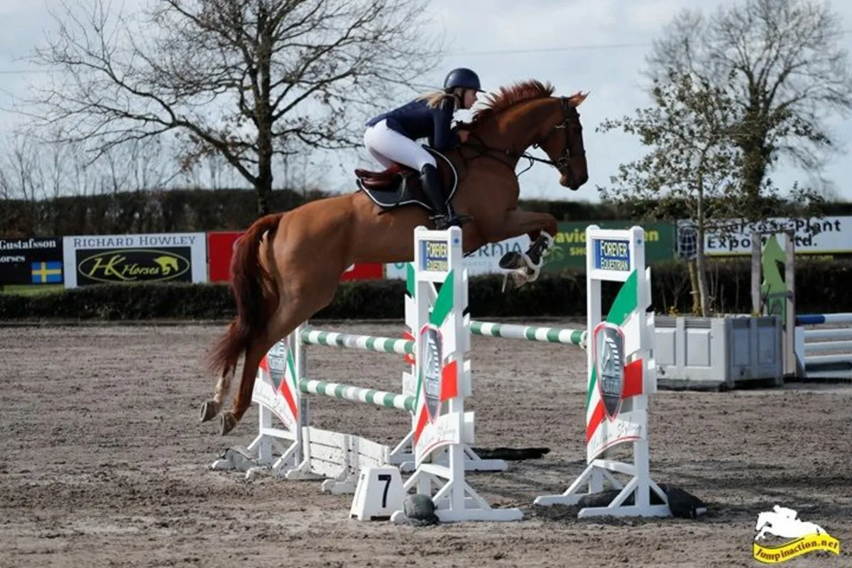 equine Broodmare - Image 4