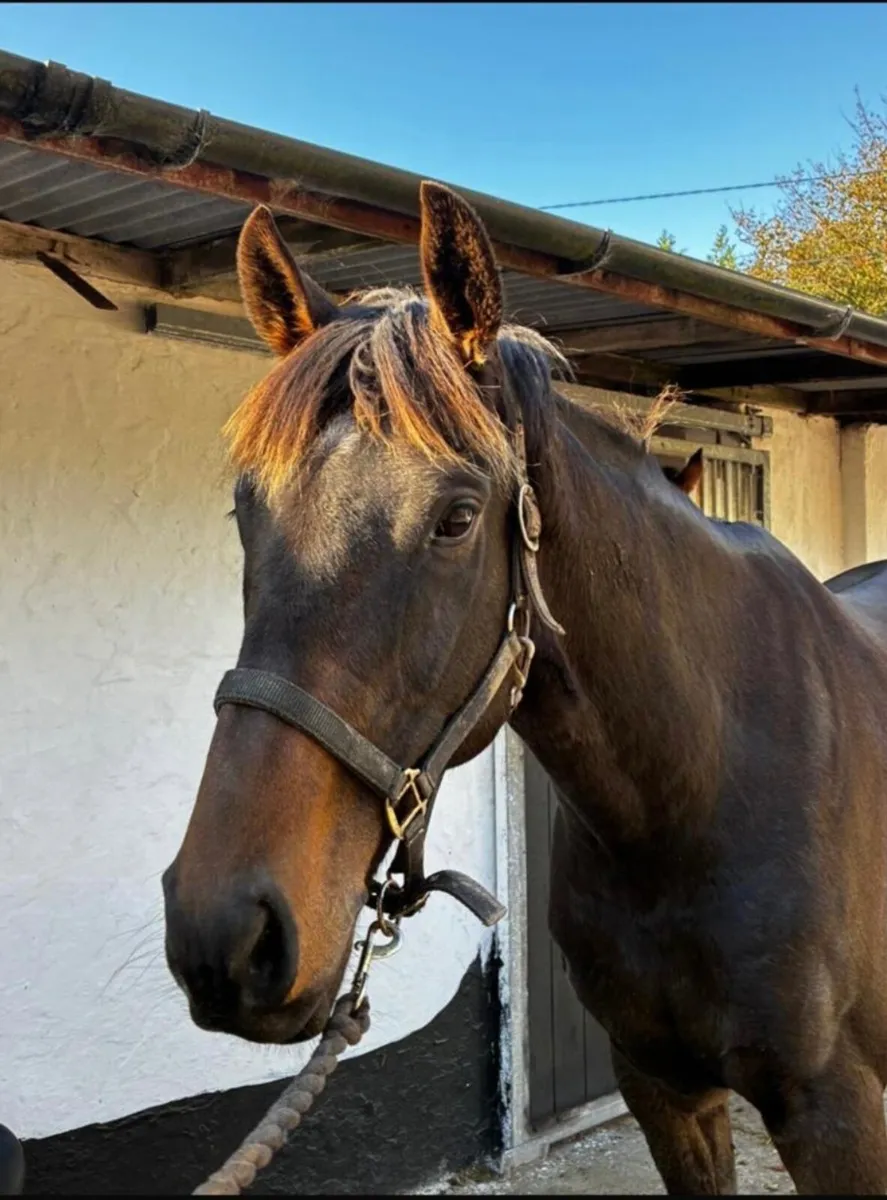Horse - Image 1