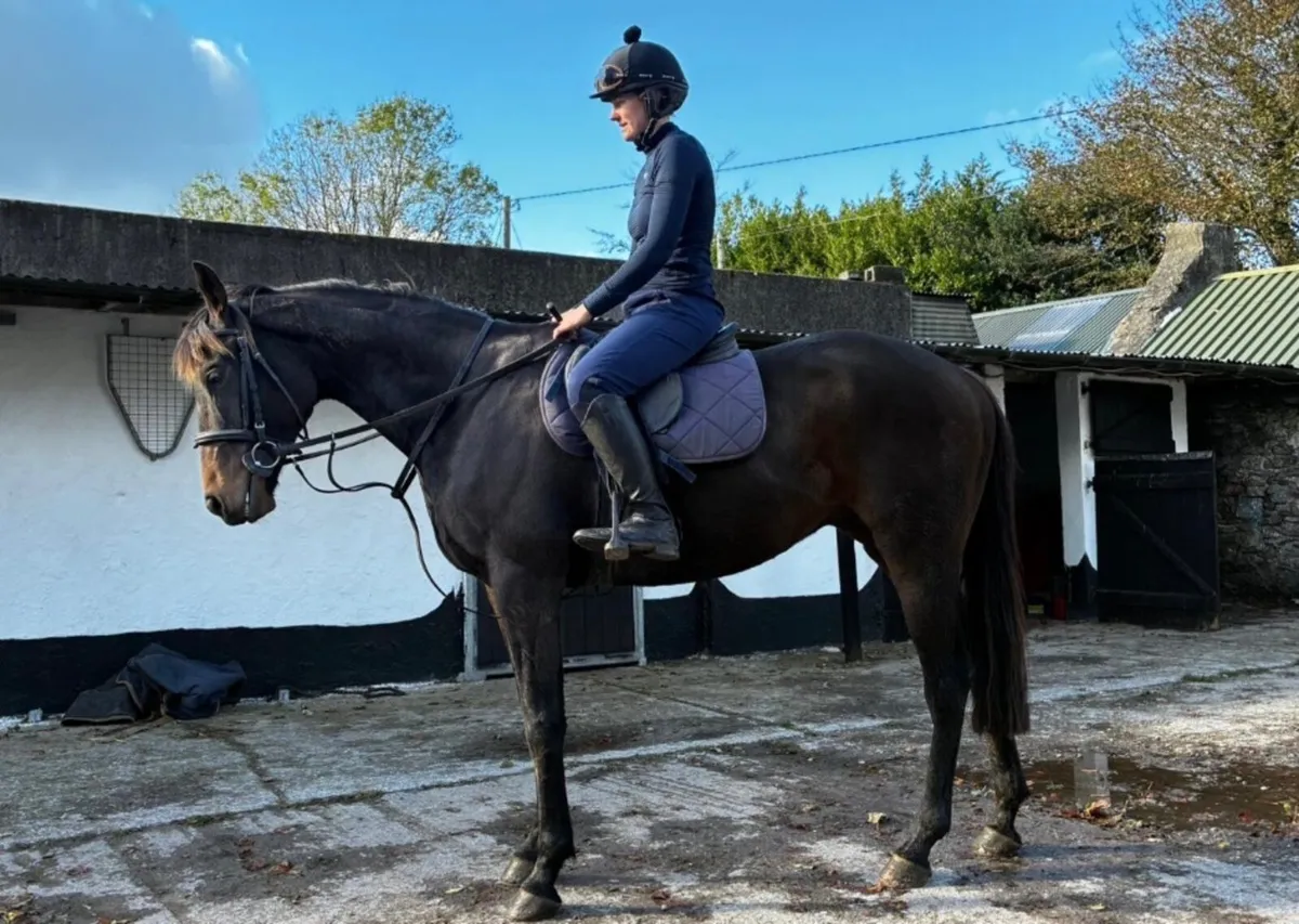 Horse - Image 2