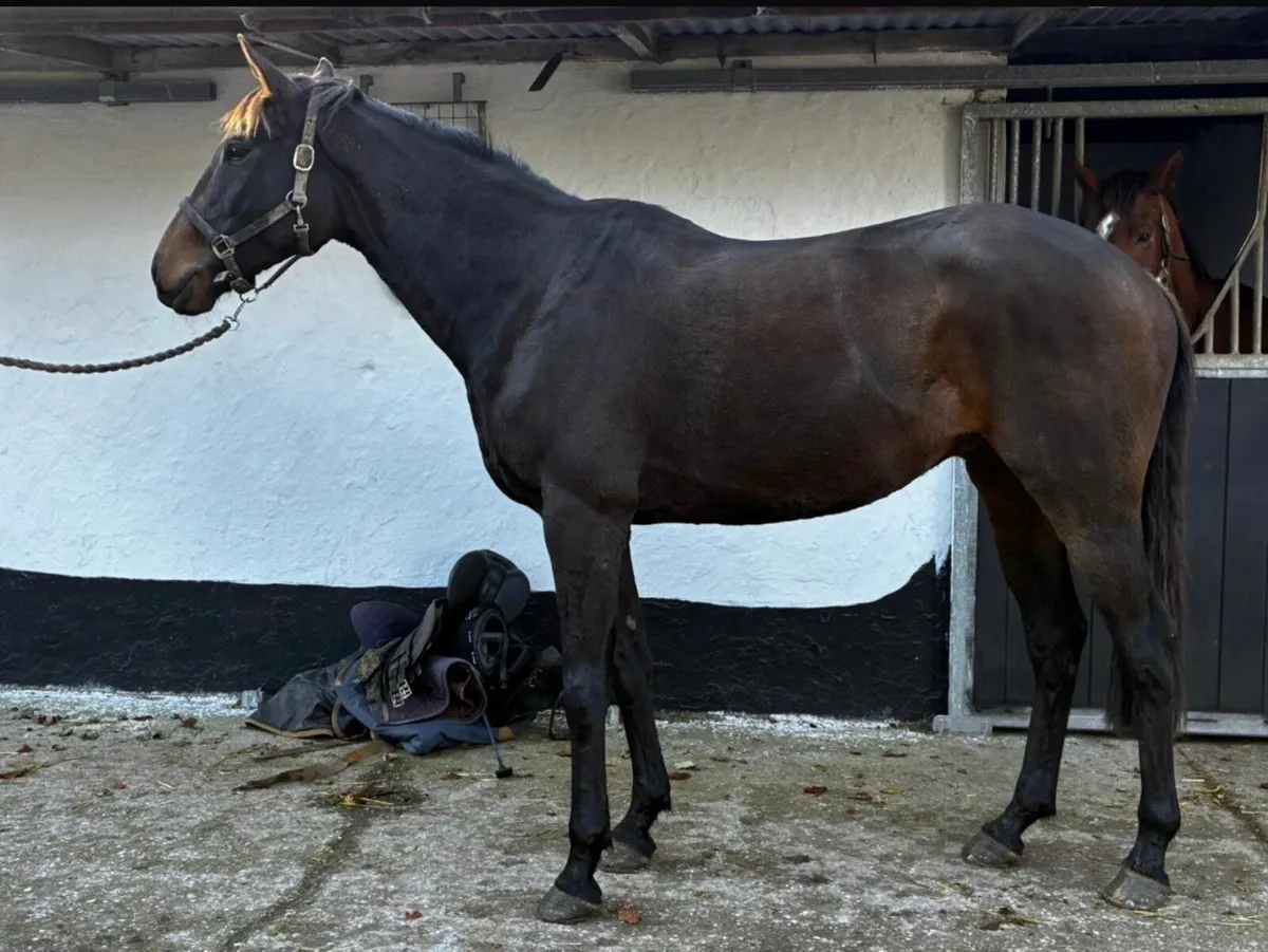 Horse - Image 3