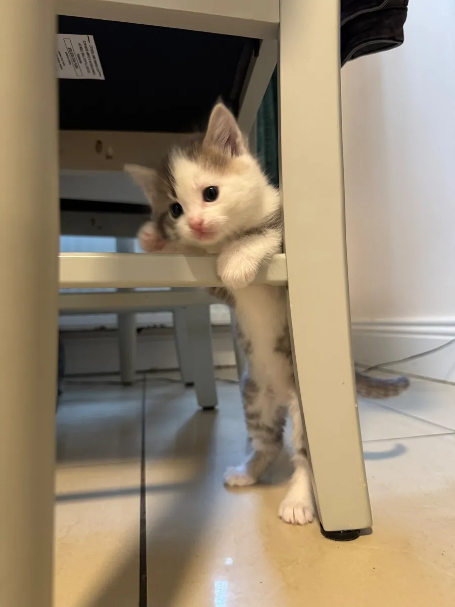 Kitten, female - Image 2