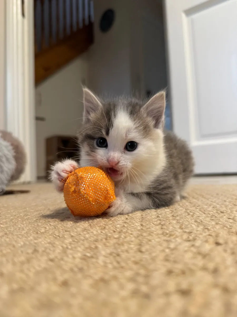 Kitten, female - Image 3
