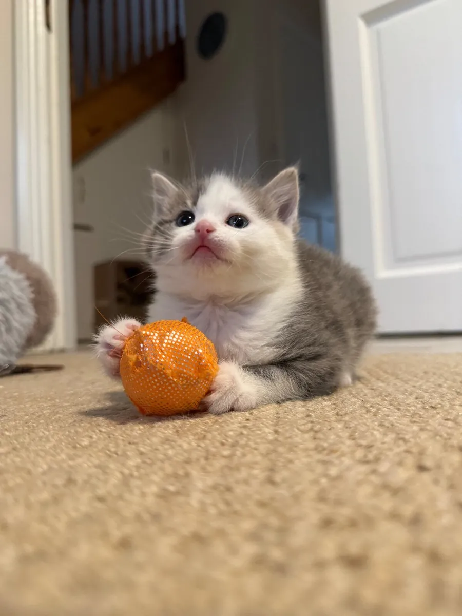 Kitten, female - Image 1