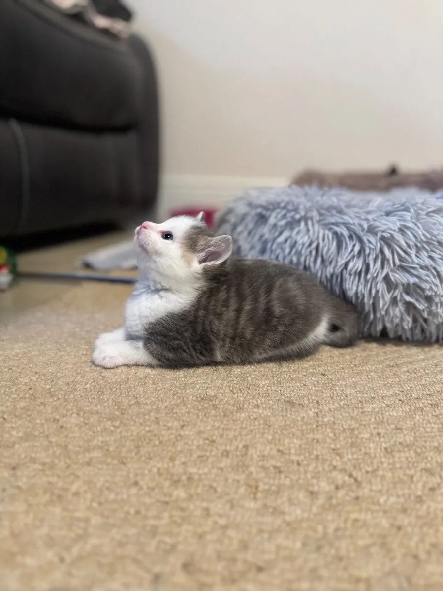 Kitten, female - Image 4