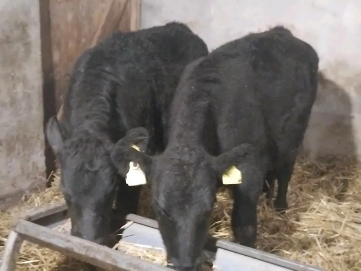 2 Suckler Bred Angus Heifers - Image 1