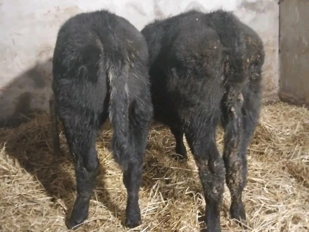 2 Suckler Bred Angus Heifers - Image 2