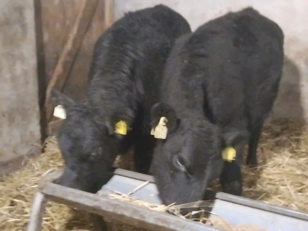 2 Suckler Bred Angus Heifers - Image 4