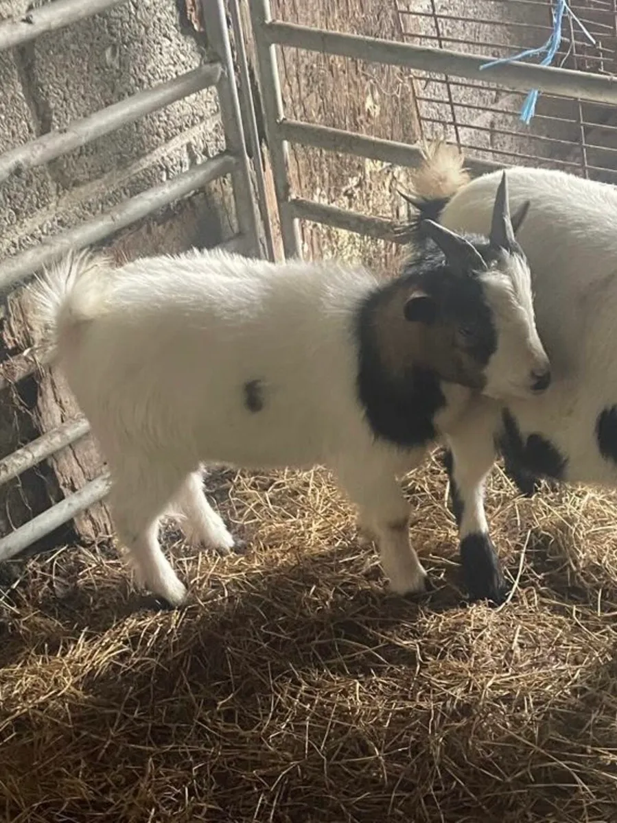 Pygmy Puck Goat and other Goats for Sale - Image 1