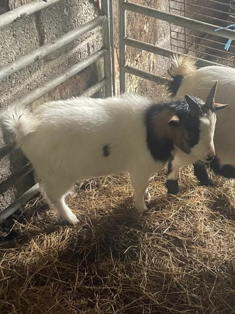 Pygmy Puck Goat and other Goats for Sale - Image 2