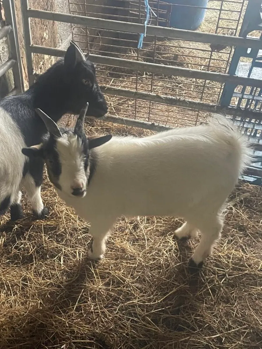 Pygmy Puck Goat and other Goats for Sale - Image 3