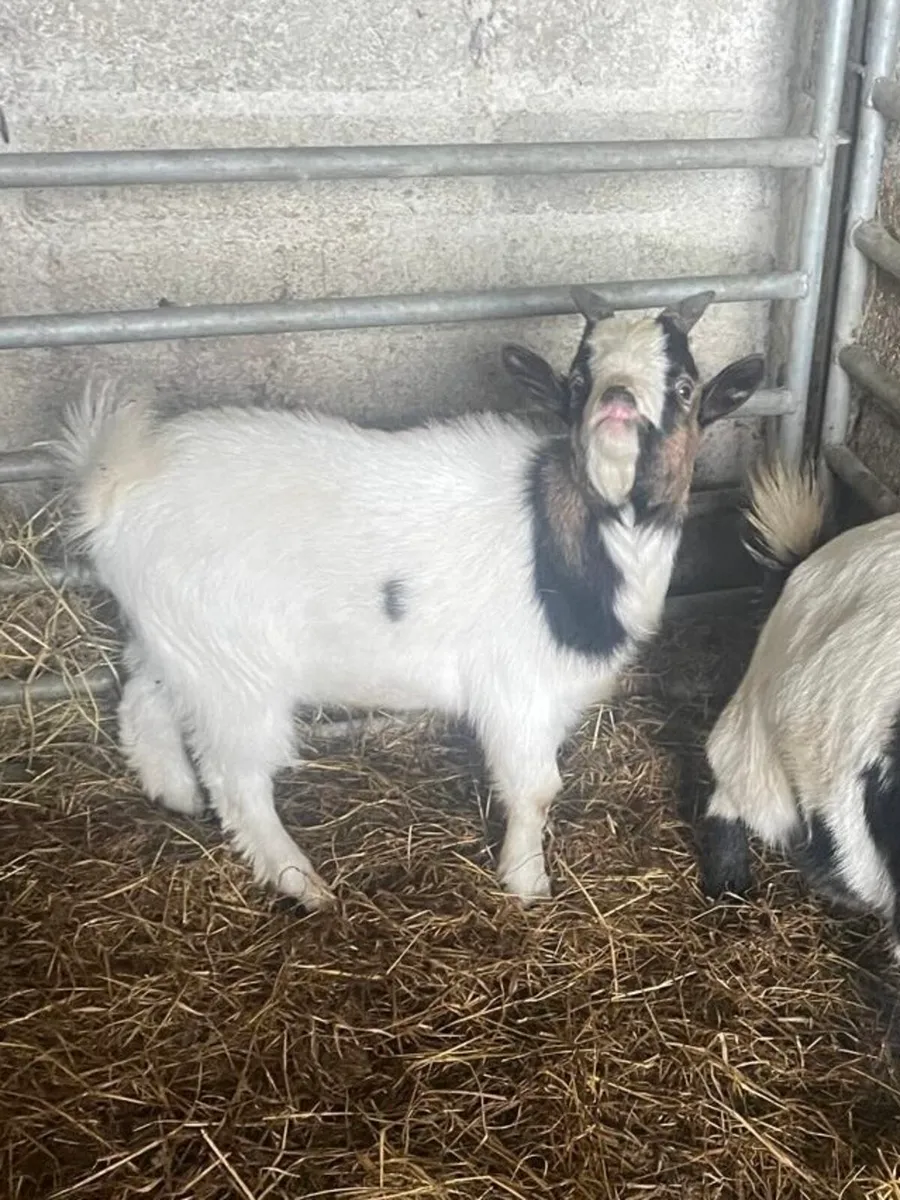 Pygmy Puck Goat and other Goats for Sale - Image 4