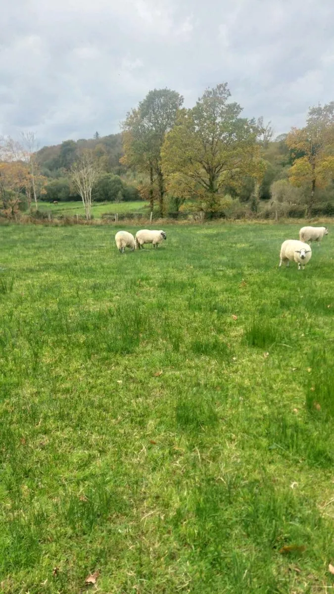 5 Brockie Ram Lambs Tips - Image 1