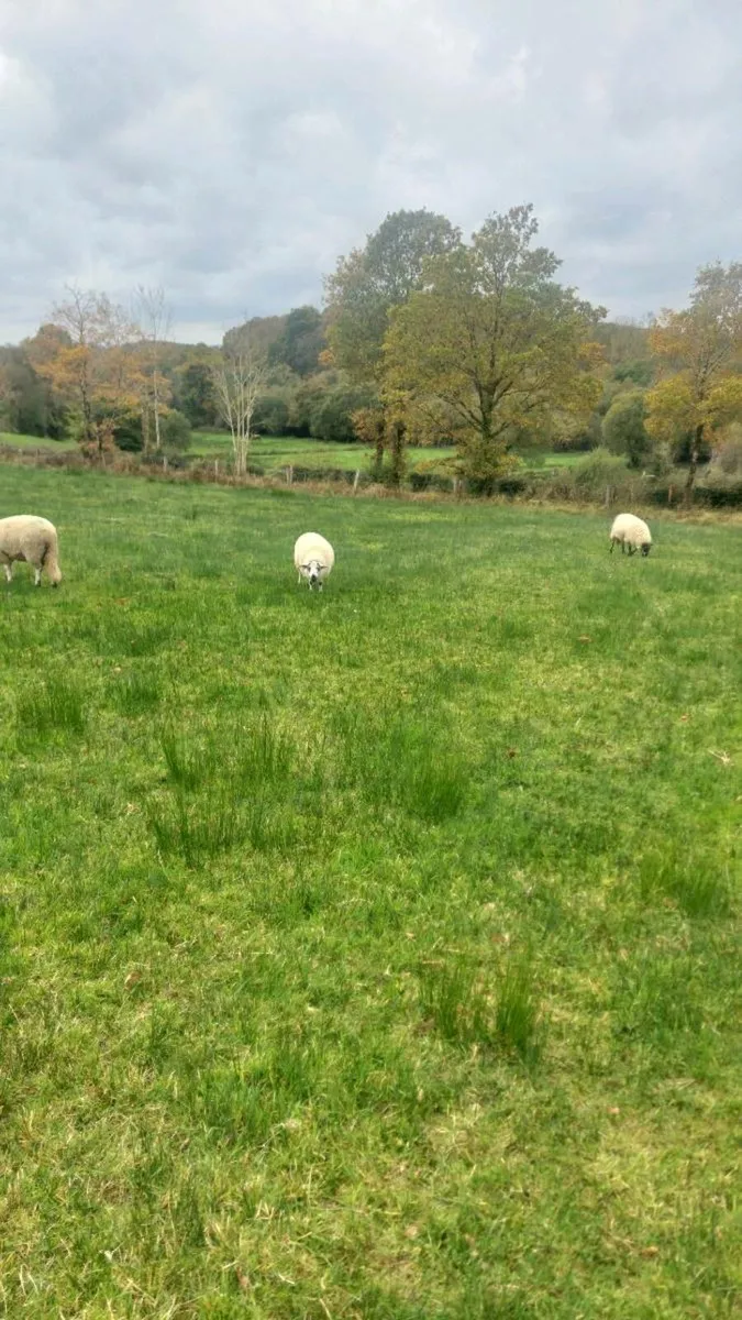 5 Brockie Ram Lambs Tips - Image 2