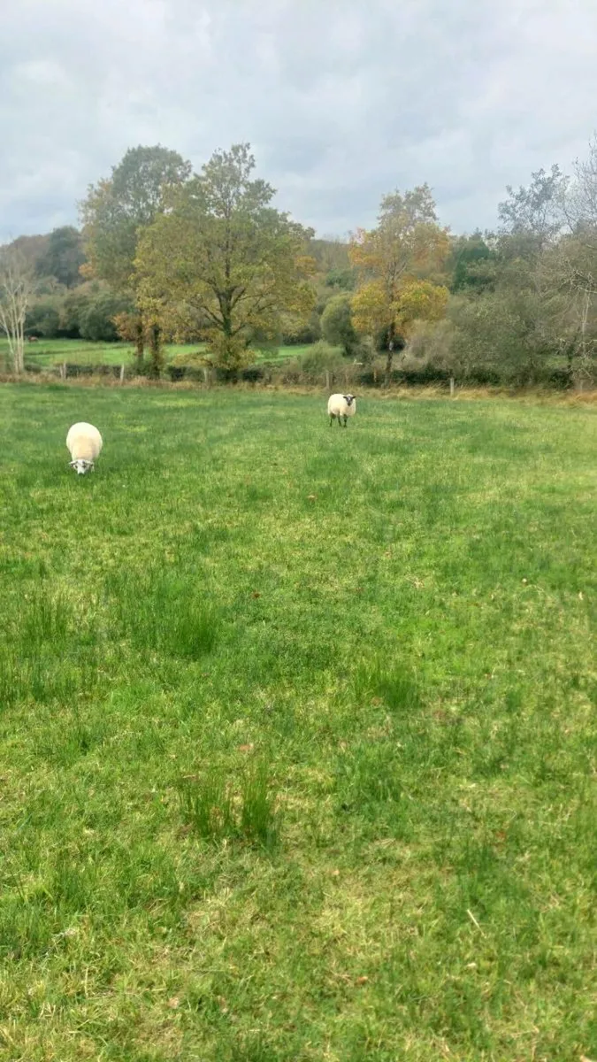 5 Brockie Ram Lambs Tips - Image 3