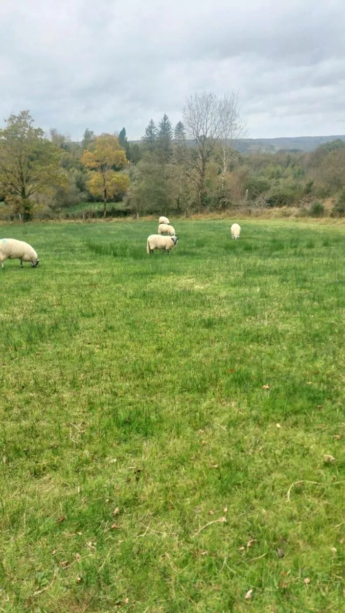 5 Brockie Ram Lambs Tips - Image 4