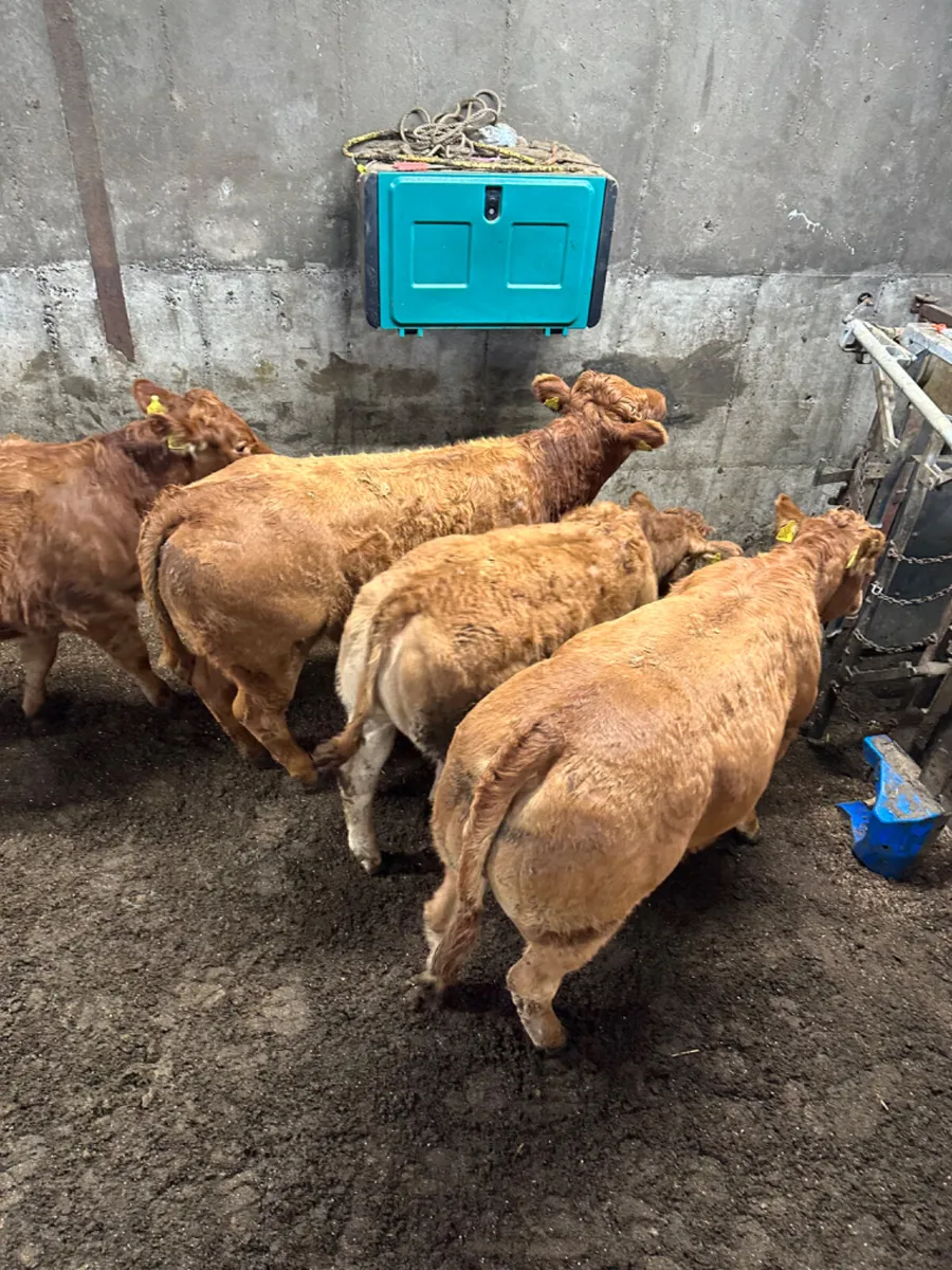 Lim heifers - Image 2