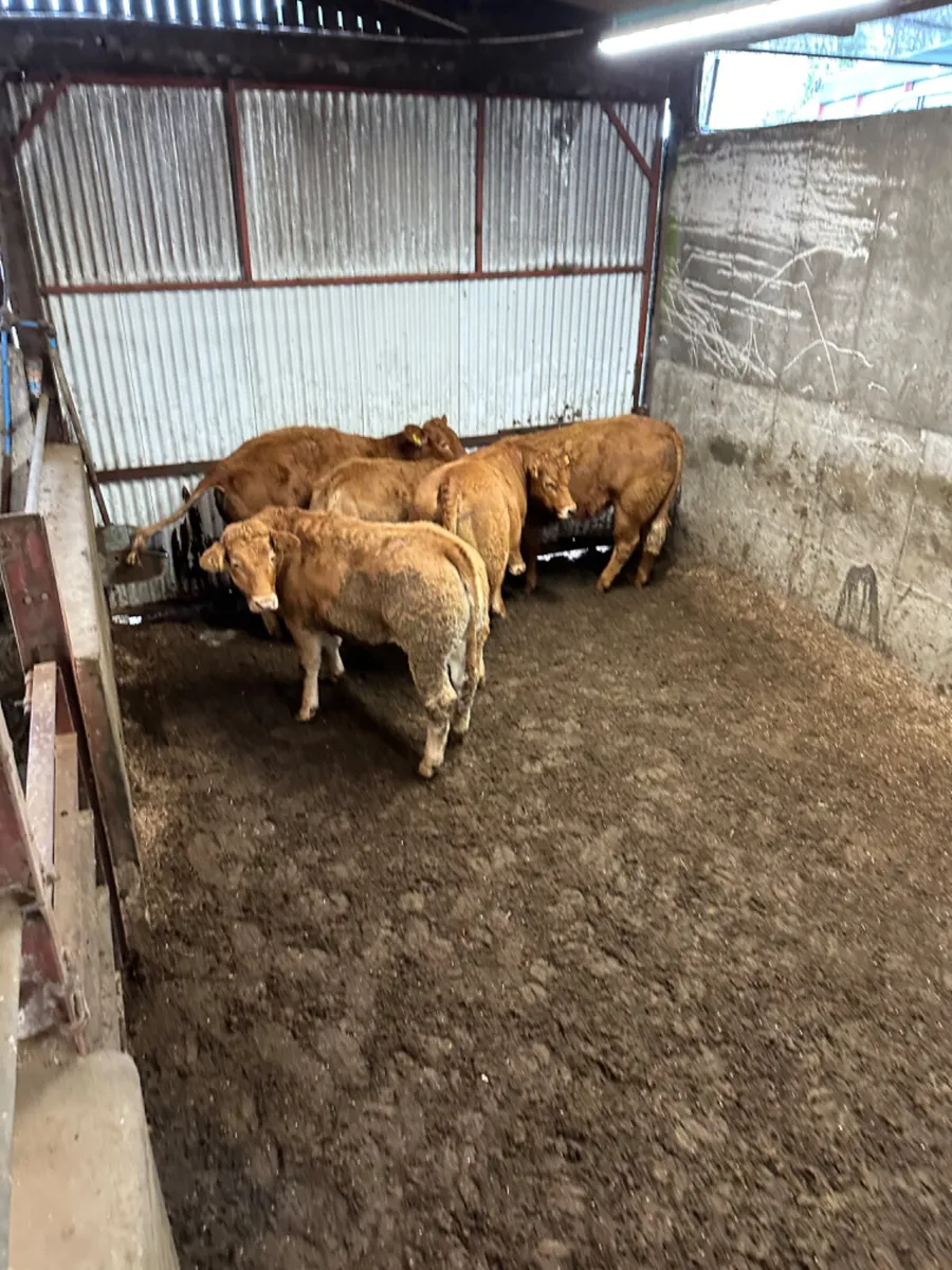Lim heifers - Image 1