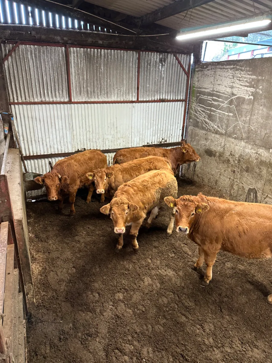 Lim heifers - Image 4