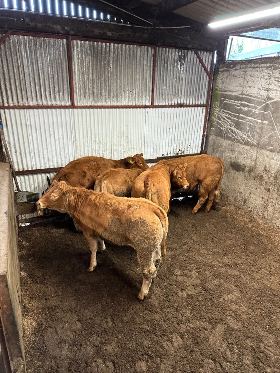 Lim heifers - Image 3