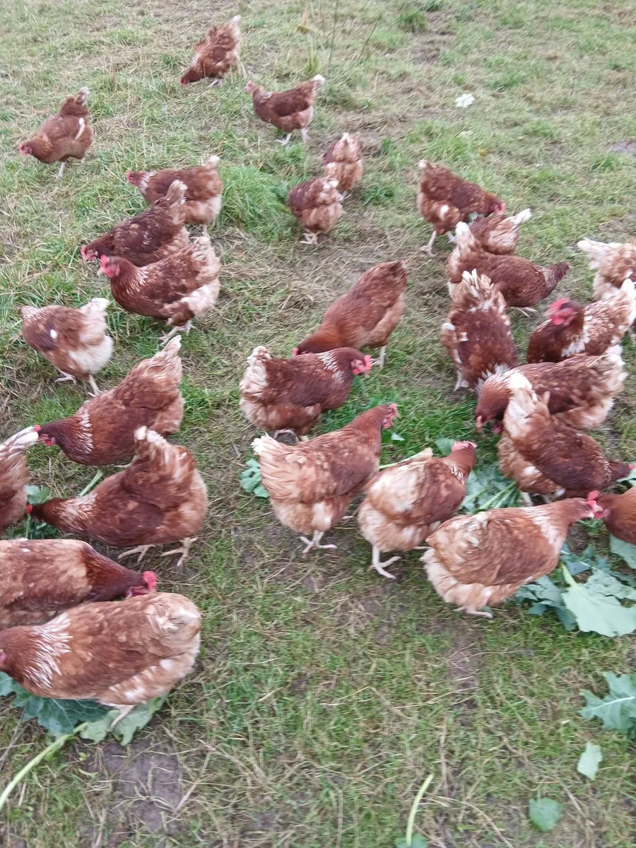 Organic hens for sale