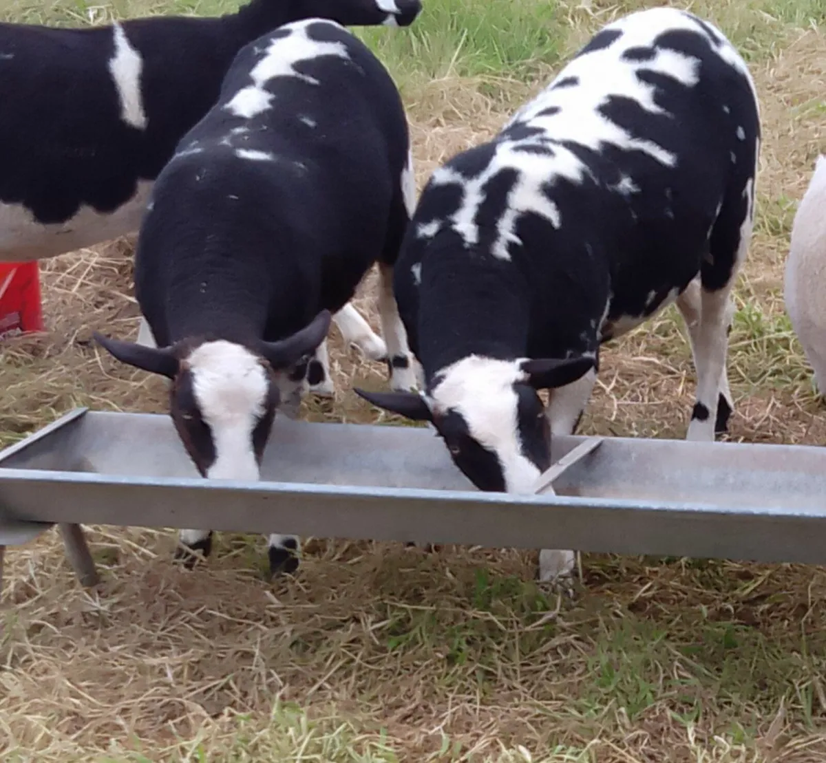 Winter grazing wanted