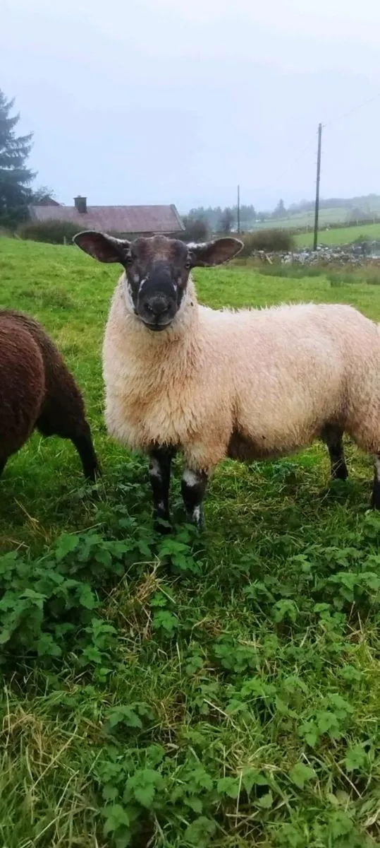 Suftex Ram Lamb - Image 2