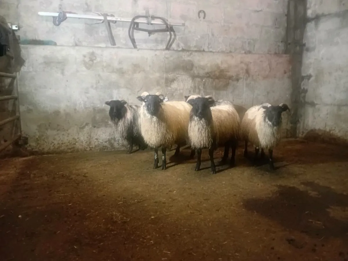Blackface Mountain Ewe lambs - Image 1