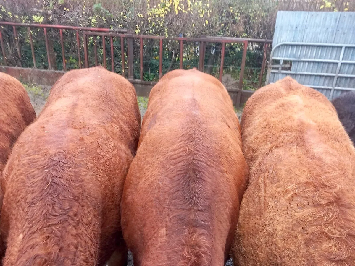 Top quality forward store bullocks - Image 4