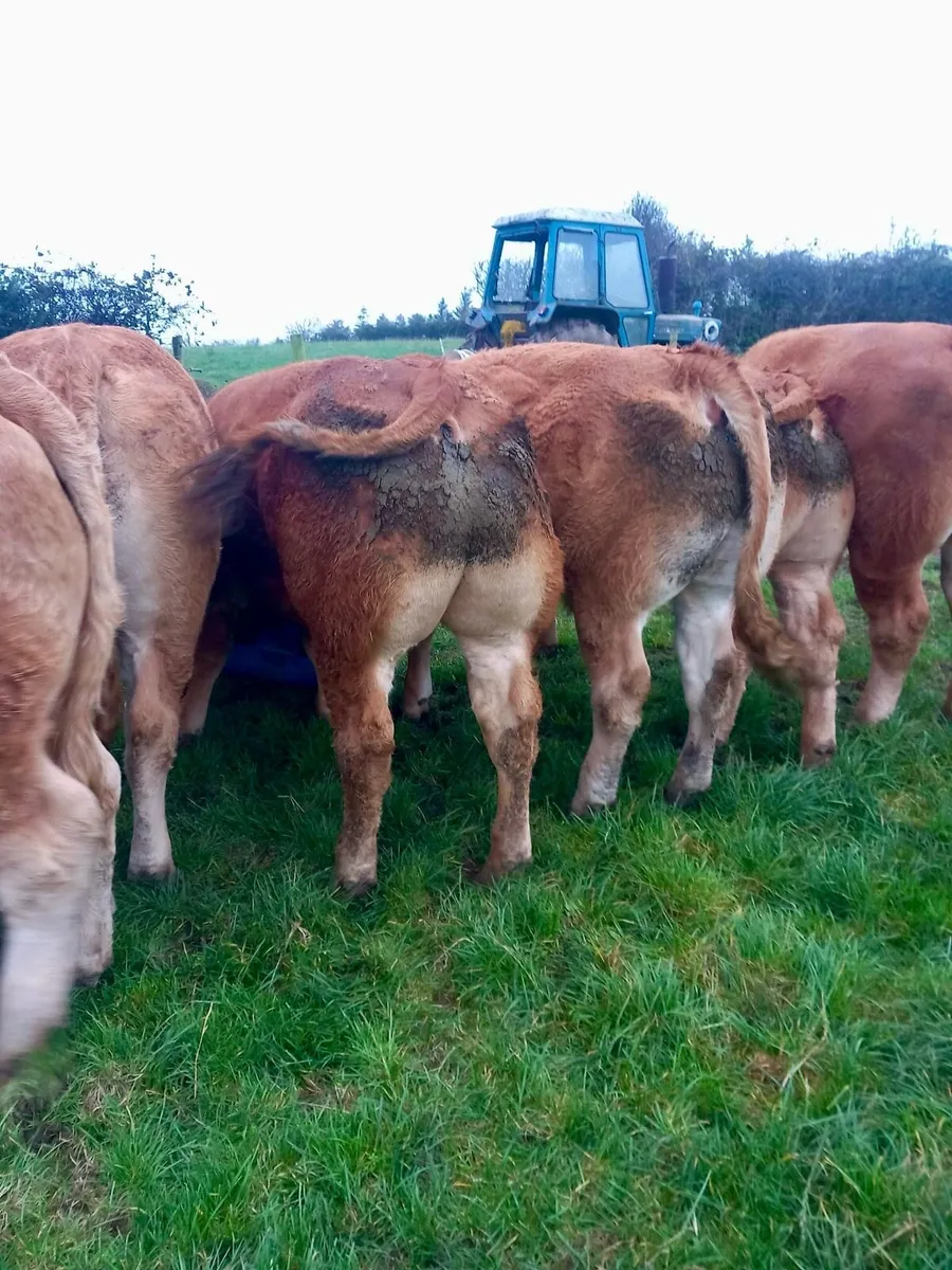 Top quality forward store bullocks - Image 1