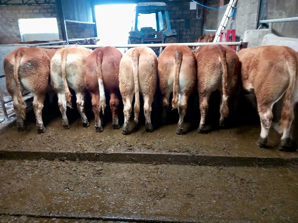 Top quality forward store bullocks - Image 2