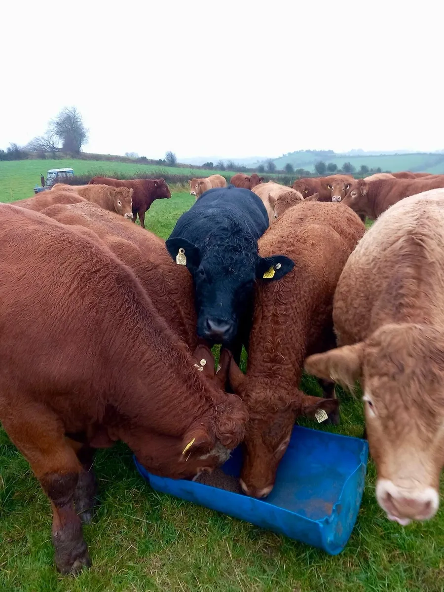 Top quality forward store bullocks - Image 3