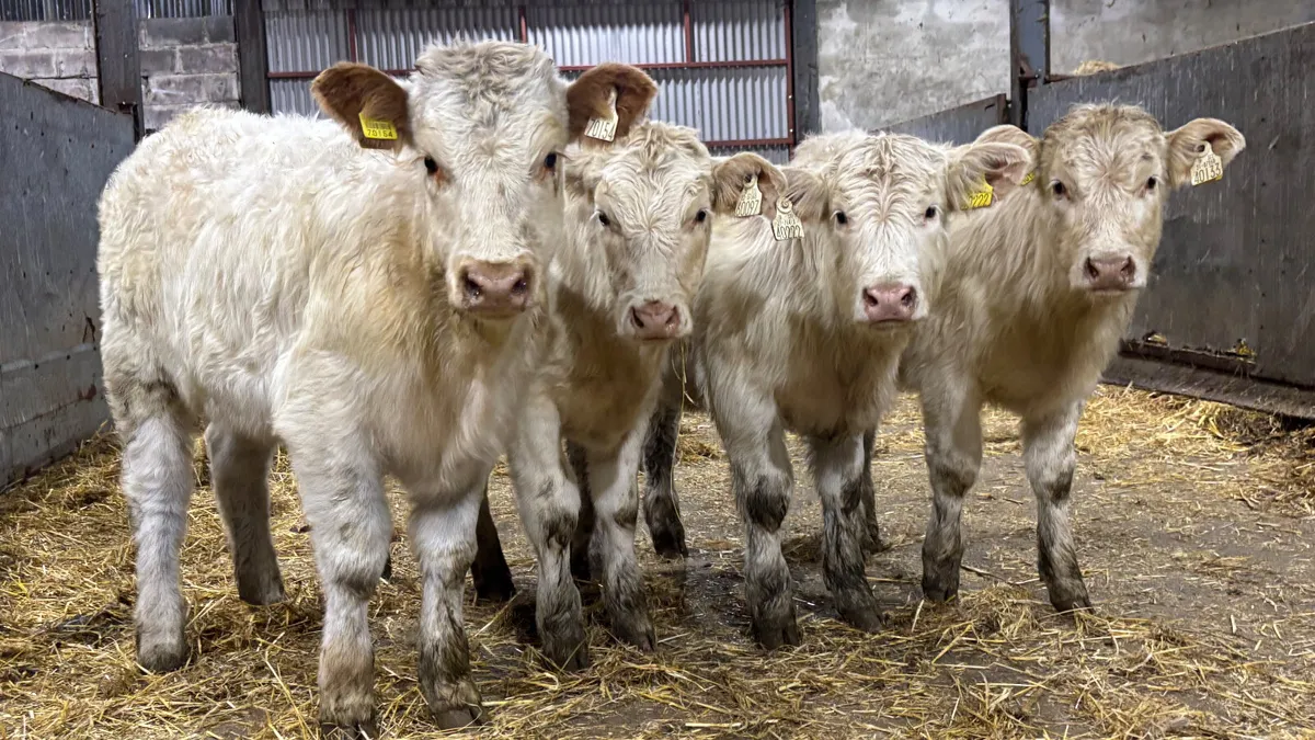 4 Quality White Charolais Heifer Wealings - Image 3