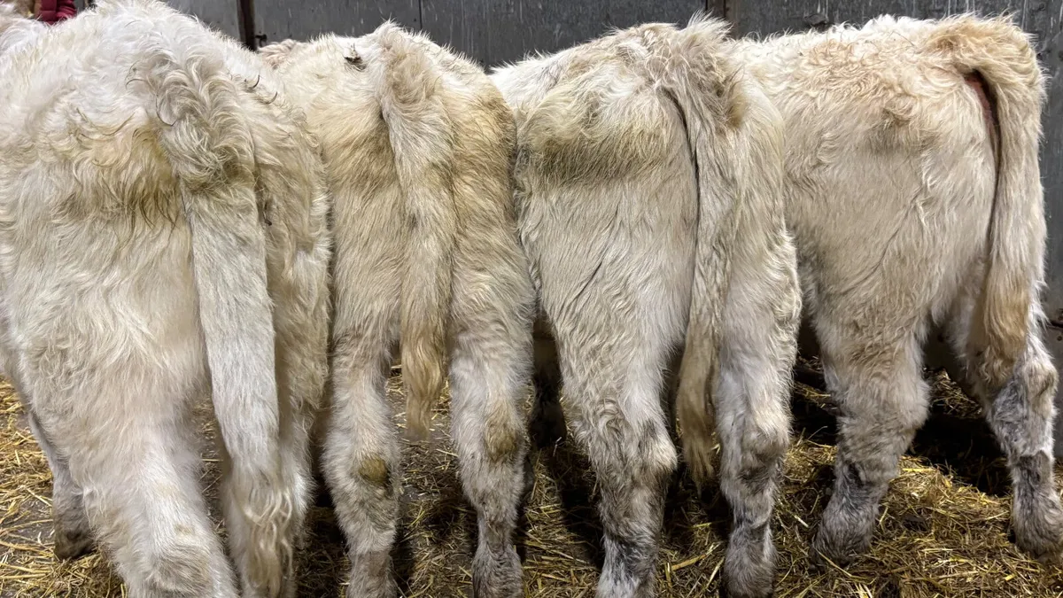4 Quality White Charolais Heifer Wealings - Image 4