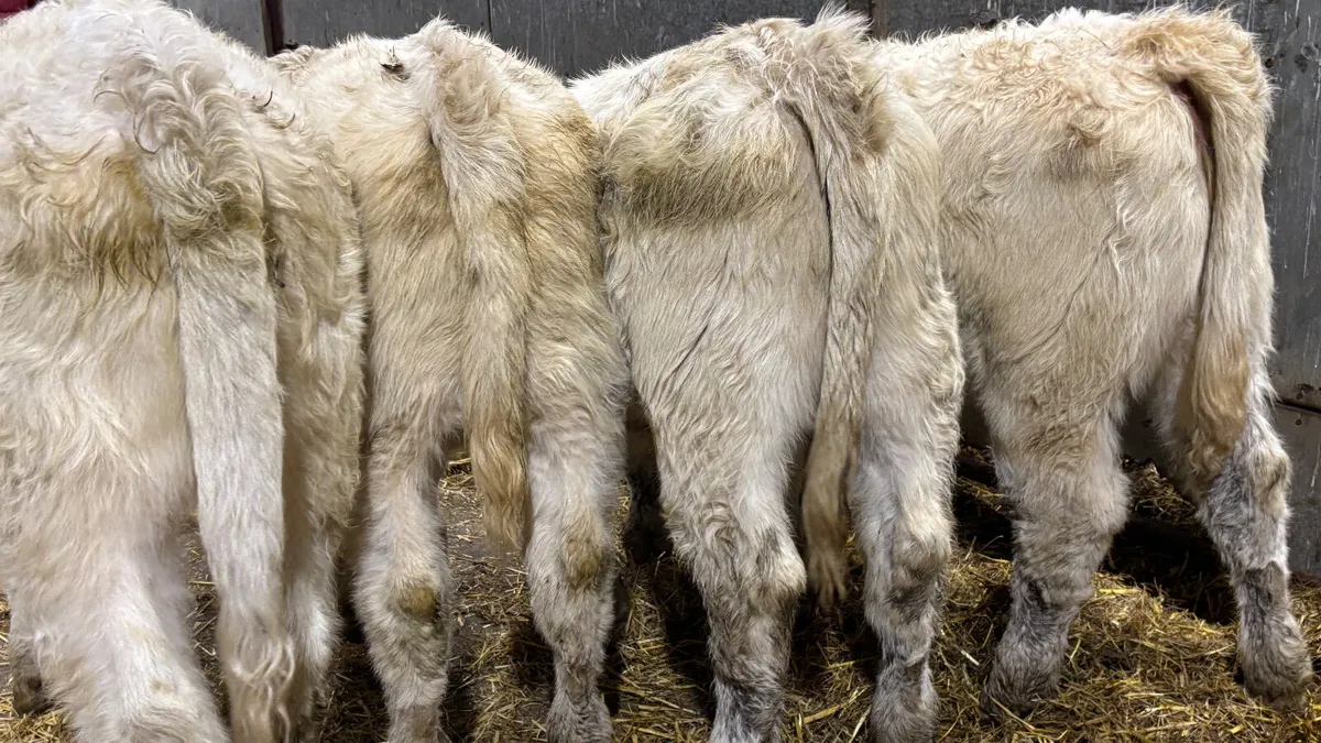 4 Quality White Charolais Heifer Wealings - Image 2
