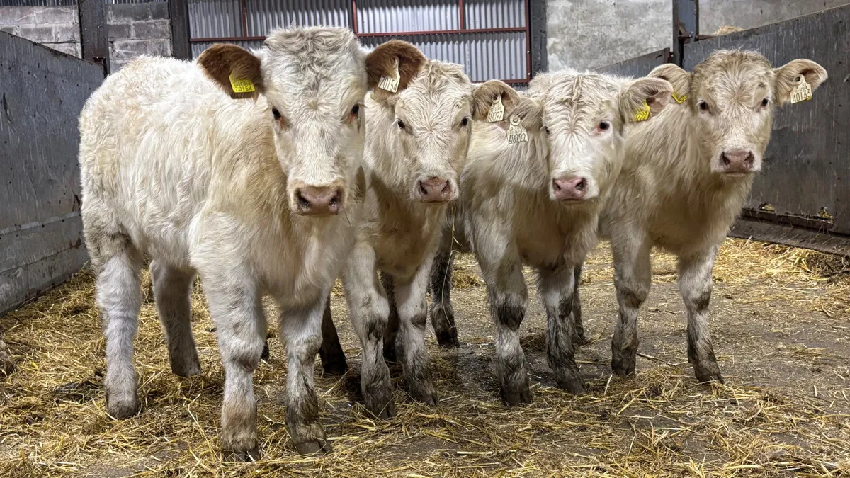 4 Quality White Charolais Heifer Wealings - Image 1