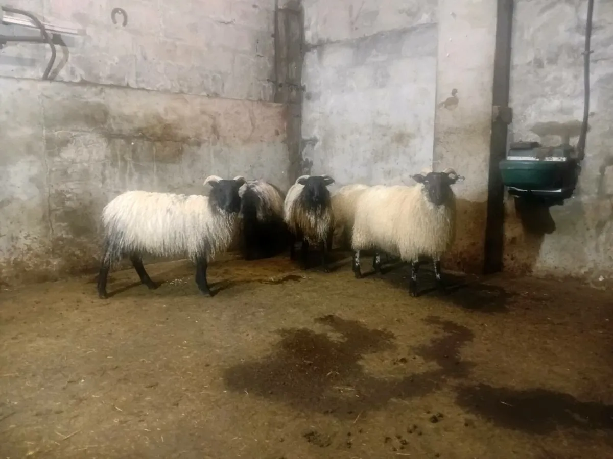 Blackface Mountain Ewe lambs - Image 2