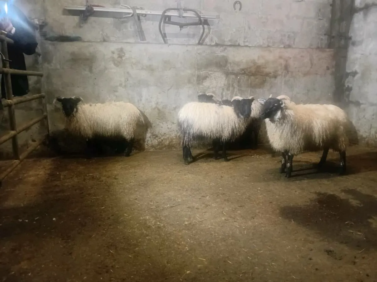 Blackface Mountain Ewe lambs - Image 3