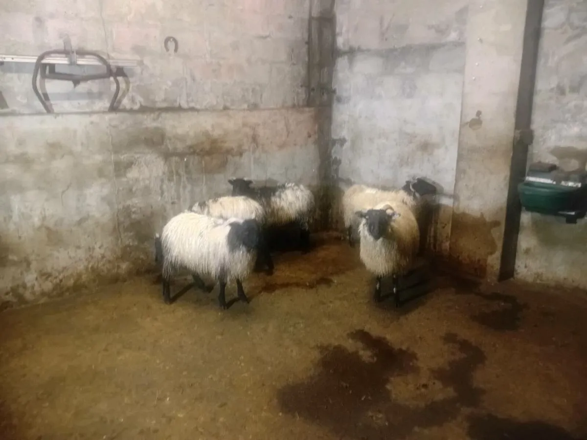 Blackface Mountain Ewe lambs - Image 4
